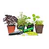 Plants and seedlings with gardening tools isolated on white