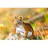 Closeup on cute red squirrel in the wild