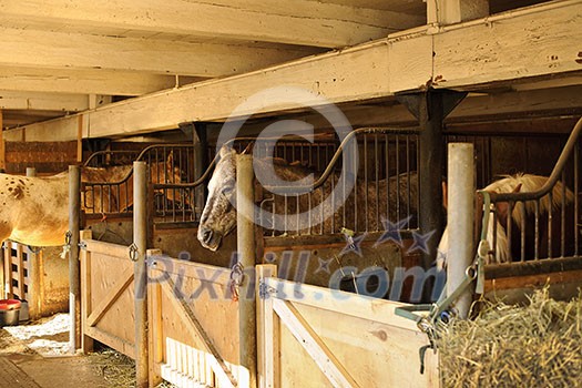 Horse stables with wooden doors and horses Horse stables with wooden doors and horses