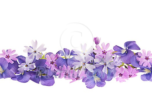 Arrangement of purple violets and moss pink flowers isolated on white background Arrangement of purple violets and moss pink flowers isolated on white background