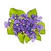 Arrangement of purple wild violets with leaves isolated on white