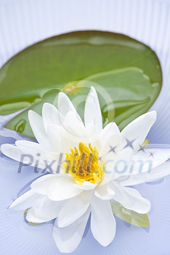White lotus flower or water lily floating White lotus flower or water lily floating
