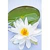 White lotus flower or water lily floating