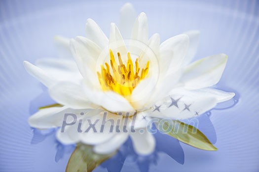 White lotus flower or water lily floating White lotus flower or water lily floating
