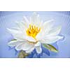White lotus flower or water lily floating