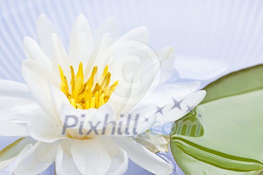 White lotus flower or water lily floating White lotus flower or water lily floating