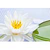 White lotus flower or water lily floating