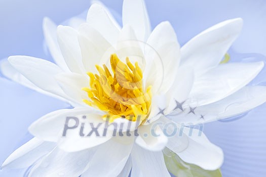 White lotus flower or water lily floating White lotus flower or water lily floating