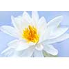 White lotus flower or water lily floating