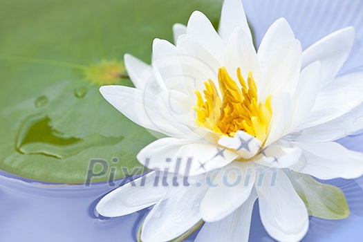 White lotus flower or water lily floating White lotus flower or water lily floating