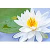 White lotus flower or water lily floating