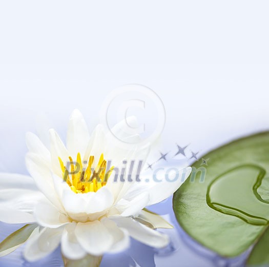 White lotus flower or water lily floating with copy space White lotus flower or water lily floating with copy space