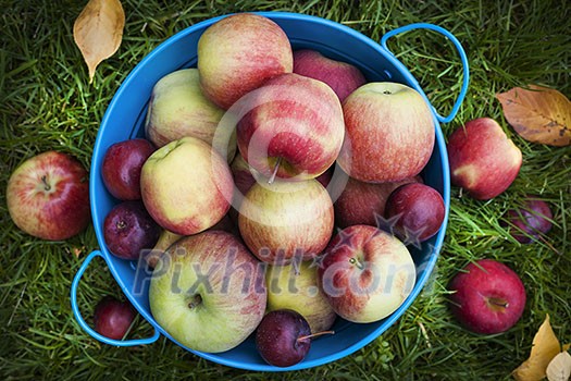 Fresh organic apples in blue pail on green grass from above Fresh organic apples in blue pail on green grass from above