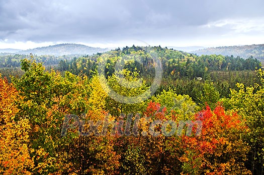 High view of fall forest with colorful trees High view of fall forest with colorful trees