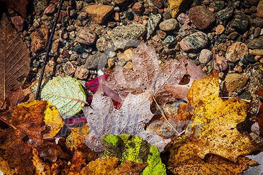 Fallen autumn leaves of various fall colors floating in shallow lake water with rocks on bottom Fallen autumn leaves of various fall colors floating in shallow lake water with rocks on bottom