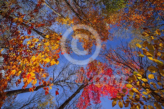 Colorful autumn trees canopy in fall forest with blue sky from below. Algonquin Park, Ontario, Canada. Colorful autumn trees canopy in fall forest with blue sky from below. Algonquin Park, Ontario, Canada.
