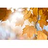 Sun shining though orange fall leaves on maple tree branch in autumn forest with copy space