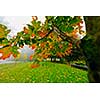 Maple tree branch with changing leaves on foggy autumn day