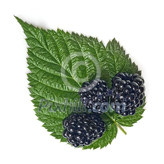 blackberry with green leaf isolated on white blackberry with green leaf isolated on white