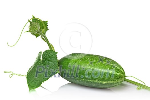 green cucumber with leaves isolated on white green cucumber with leaves isolated on white
