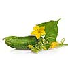 green cucumber with leaves and flower isolated on white