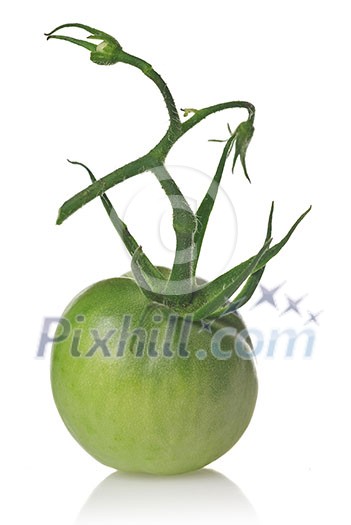 green tomato isolated on white green tomato isolated on white