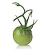 green tomato isolated on white