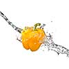 fresh water splash on yellow sweet pepper isolated on white