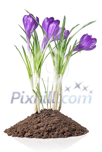 crocus in earth isolated on white crocus in earth isolated on white