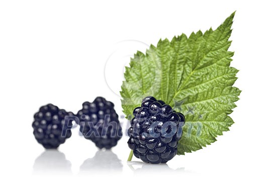 blackberry with green leaf isolated on white blackberry with green leaf isolated on white