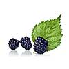 blackberry with green leaf isolated on white