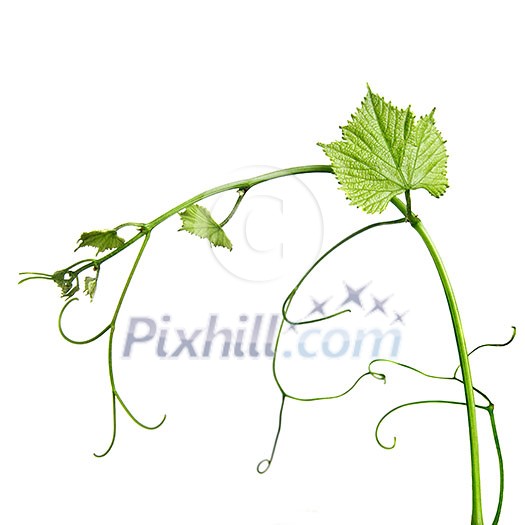 vine rod isolated on whine vine rod isolated on whine