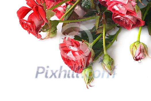 red rose bouquet isolated on white red rose bouquet isolated on white