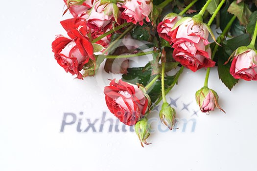 red rose bouquet on white red rose bouquet on white