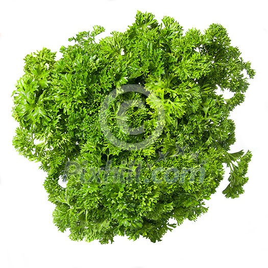 Bouquet of parsley isolated on white Bouquet of parsley isolated on white