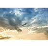 bird and dramatic clouds