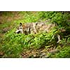 Gray/Eurasian wolf (Canis lupus)