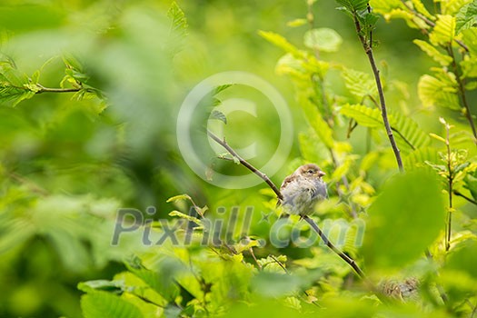 House Sparrow (Passer domesticus) on a branch against lush green leafy background (shallow DOF) House Sparrow (Passer domesticus) on a branch against lush green leafy background (shallow DOF)