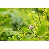 House Sparrow (Passer domesticus) on a branch against lush green leafy background (shallow DOF)
