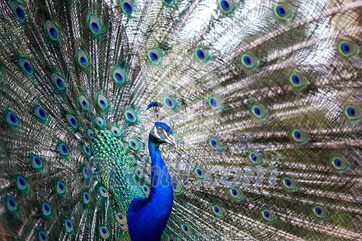 Splendid peacock with feathers out (Pavo cristatus) (shallow DOF; color toned image) Splendid peacock with feathers out (Pavo cristatus) (shallow DOF; color toned image)