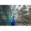 Splendid peacock with feathers out (Pavo cristatus) (shallow DOF; color toned image)