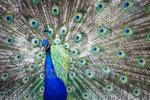 Splendid peacock with feathers out (Pavo cristatus) (shallow DOF; color toned image) Splendid peacock with feathers out (Pavo cristatus) (shallow DOF; color toned image)