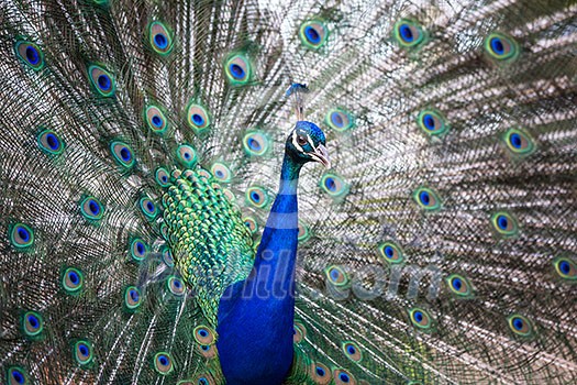 Splendid peacock with feathers out (Pavo cristatus) (shallow DOF; color toned image) Splendid peacock with feathers out (Pavo cristatus) (shallow DOF; color toned image)