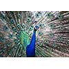 Splendid peacock with feathers out (Pavo cristatus) (shallow DOF; color toned image)