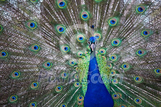 Splendid peacock with feathers out (Pavo cristatus) (shallow DOF; color toned image) Splendid peacock with feathers out (Pavo cristatus) (shallow DOF; color toned image)
