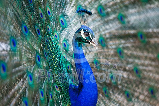 Splendid peacock with feathers out (Pavo cristatus) (shallow DOF; color toned image) Splendid peacock with feathers out (Pavo cristatus) (shallow DOF; color toned image)