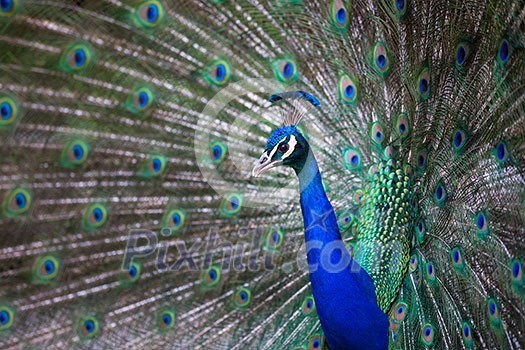 Splendid peacock with feathers out (Pavo cristatus) (shallow DOF; color toned image) Splendid peacock with feathers out (Pavo cristatus) (shallow DOF; color toned image)