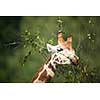 Giraffe (Giraffa camelopardalis)