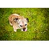 Portrait of a cute dog sitting on a green lawn, looking up