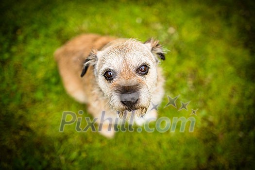 Portrait of a cute dog sitting on a green lawn, looking up Portrait of a cute dog sitting on a green lawn, looking up